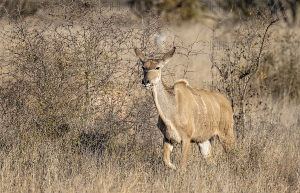 Greater Kudu (Tragelaphus strepsiceros) in dry grass, adult female, Kruger National Park, South Africa, Africa
