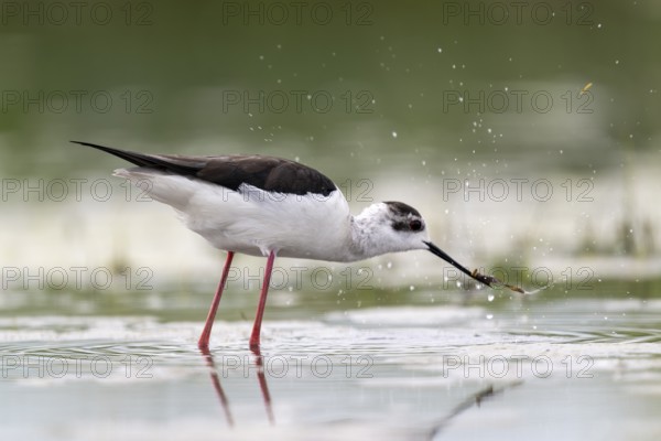Black-winged Stilt (Himantopus himantopus), foraging in the water, Neusiedler See-Seewinkel National Park, Burgenland, Austria, Europe