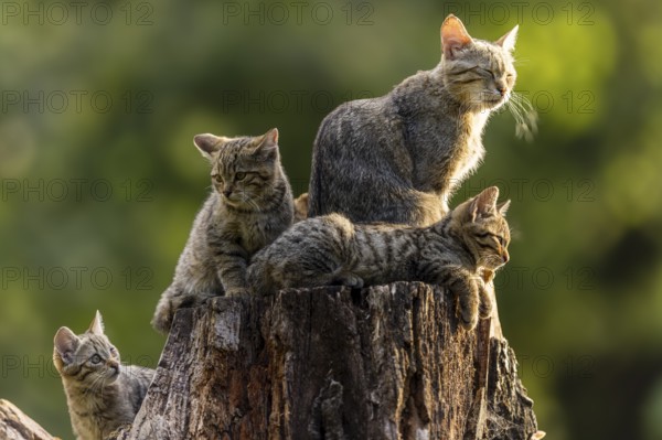 Mother cat with closed eyes and three kittens sitting on a tree stump, wildcat (Felis silvestris), kitten, Germany, Europe