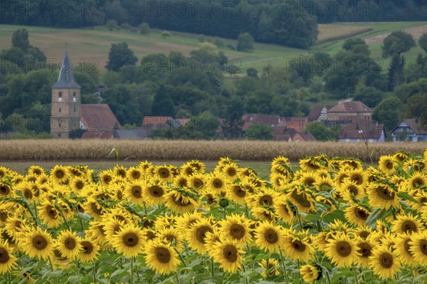 Landscape with a field of sunflowers (Helianthus annuus), in the background a village in Alsace, France, Europe