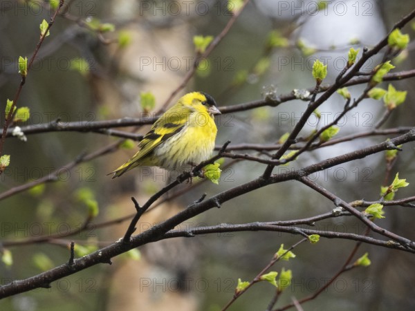 Eurasian siskin (Carduelis spinus), male on branch of Hairy Birch tree (Betula pubescens), May, Finnish lapland