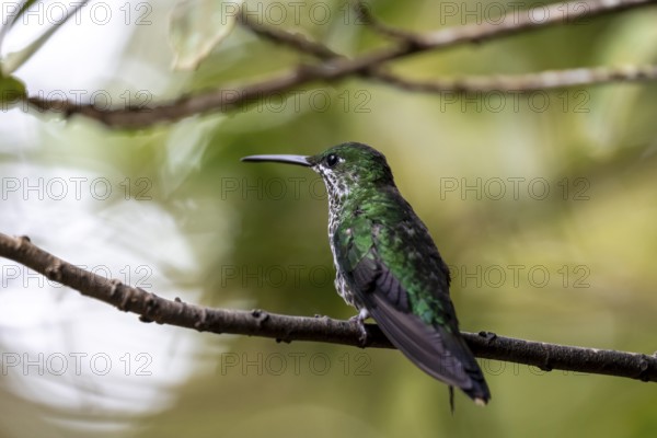 Green-crowned brilliant (Heliodoxa jacula) sitting on a branch, Monteverde Cloud Forest, Monte Verde, Costa Rica, Central America