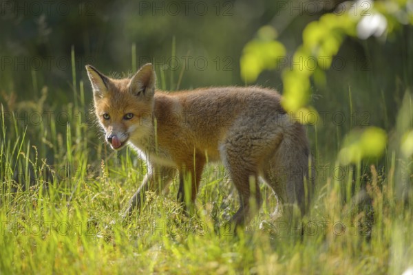 Red fox (Vulpes vulpes), young fox standing in a meadow and looking curiously, summer, Hesse, Germany, Europe