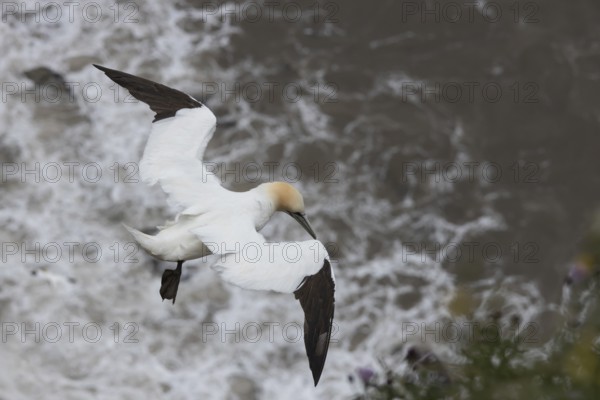 Northern gannet (Morus bassanus) adult bird in flight over the sea, Yorkshire, England, United Kingdom, Europe