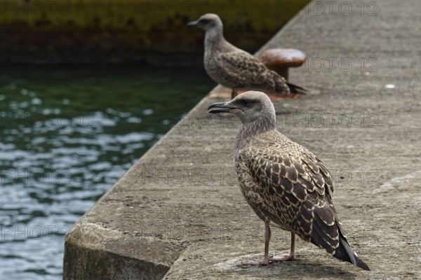 Two seagulls standing on a concrete pier by the sea, with calm water in the background, Caloura fishing village, Ribeira Chã, Sao Miguel Island, Azores, Portugal, Europe