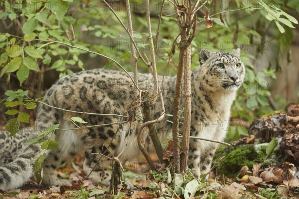 Snow leopard (Panthera uncia syn. Uncia uncia) in an autumn forest, captive