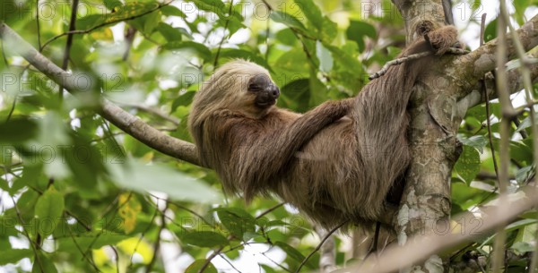 Hoffmann's two-toed sloth (Choloepus hoffmanni) on a branch, Cahuita National Park, Costa Rica, Central America