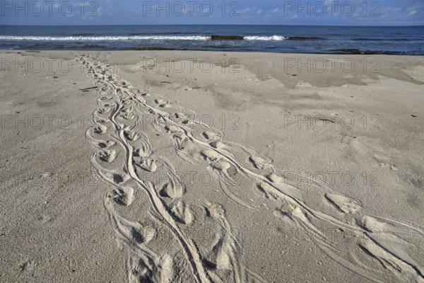 Turtle track on the beach, Loango National Park, Parc National de Loango, Ogooué-Maritime Province, Gabon, Africa