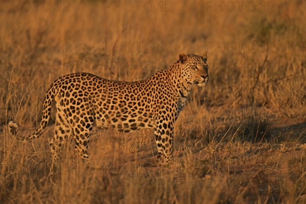 Leopard (Panthera pardus), in the soft evening light in the savannah, Okonjima Game Farm, Namibia, Africa