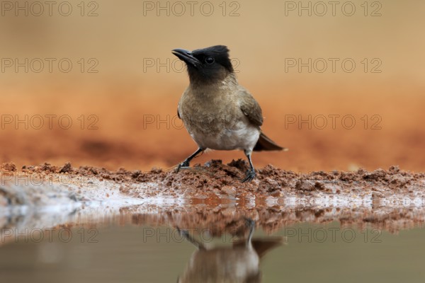 Grey bulbul (Pycnonotus barbatus), adult, at the water, Kruger National Park, Kruger National Park, Krugerpark, South Africa, Africa