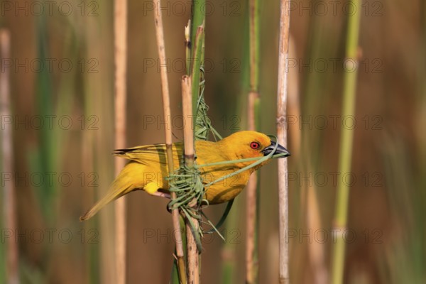 Eastern golden weaver (Ploceus subaureus), adult, male, starts nesting, Saint Lucia Estuary, Isimangaliso Wetland Park, Kwazulu Natal, South Africa, Africa