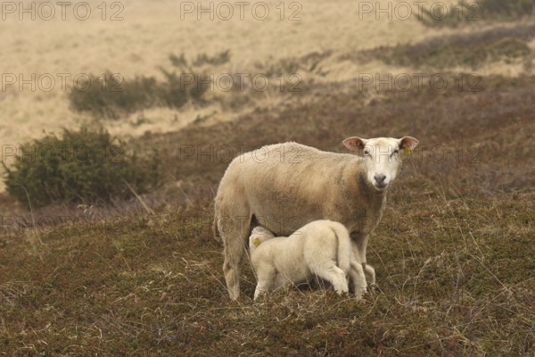 Sheep suckling lambs in the tundra, Lapland, Northern Norway, Norway, Scandinavia, Europe