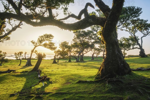 Centuries-old til trees in fantastic magical idyllic Fanal Laurisilva forest on sunset. Madeira island, Portugal, Europe