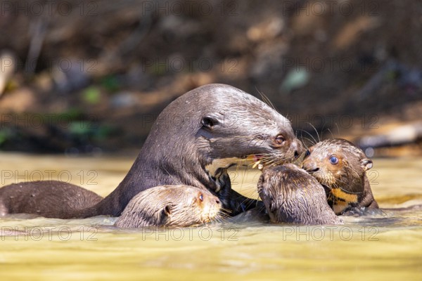 Giant otter (Pteronura brasiliensis) Pantanal Brazil