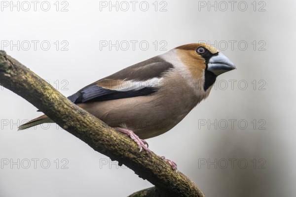 Hawfinch (Coccothraustes coccothraustes), Emsland, Lower Saxony, Germany, Europe