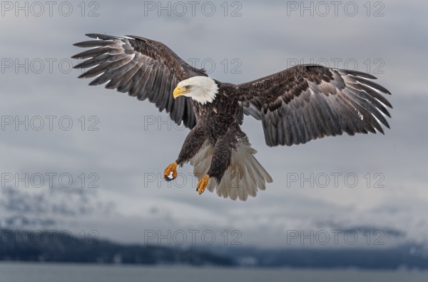 Bald eagle, Haliaeetus leucocephalus, flying, adult, winter, Homer, Alaska, USA, North America