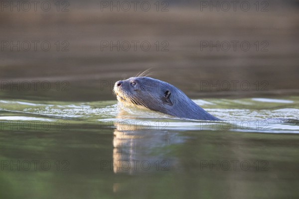 Giant otter (Pteronura brasiliensis) Pantanal Brazil