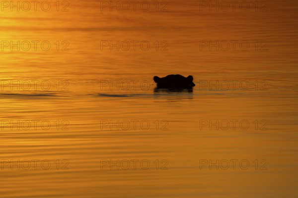 Hippo (Hippopotamus amphibius) head portrait silhouette on water surface. Hippopotamus is underwater, the water surface glows in bright orange light from sunset. Okavango Delta, Botswana, Africa