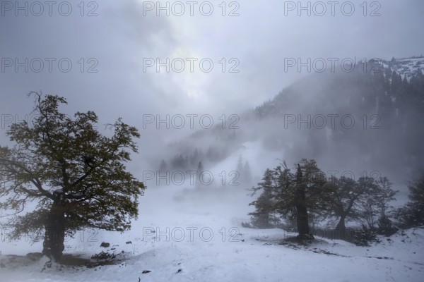Misty mountain meadow landscape with snow-covered trees and an overcast sky. Hike to the Herzogstand, Kochel am See, Bavaria, Germany, Europe