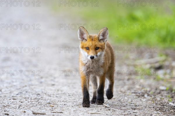 Fox (Vulpes vulpes) puppy Germany