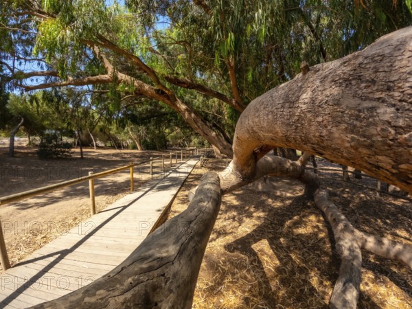 Scenic wooden walkway winding through a tranquil eucalyptus forest, inviting exploration of the natural park in alicante, spain