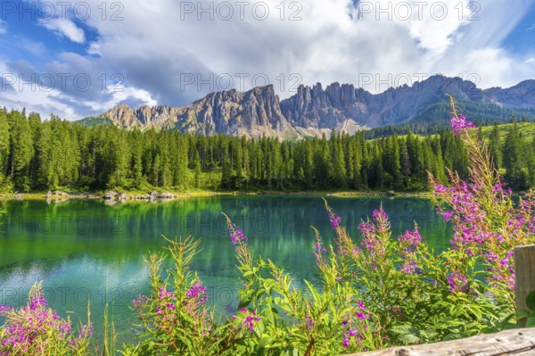 Alpine landscape reflecting in the emerald waters of lake carezza, adorned with pink flowers and framed by the latemar mountains