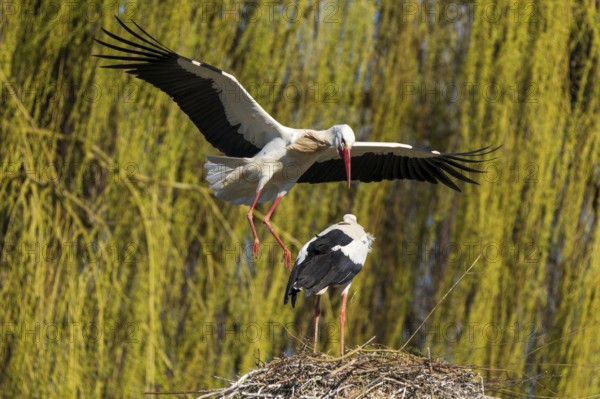 A stork flies to another stork in the nest with a background of willow branches, white stork (Ciconia ciconia), wildlife, Germany, Europe