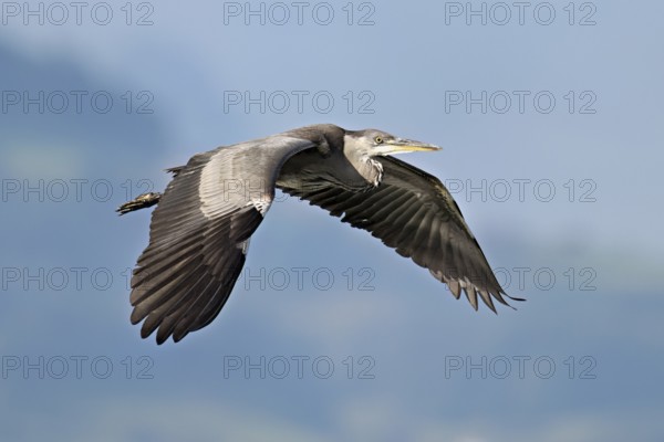 Grey heron (Ardea cinerea), in flight, Canton Zug, Switzerland, Europe