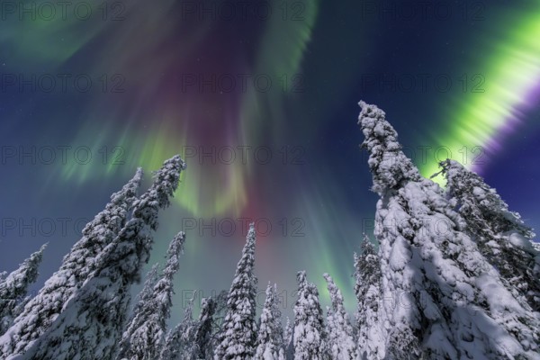 Northern lights, Aurora borealis over snow covered spruce trees on the taiga in winter at night, Riisitunturi National Park, Posio, Lapland, Finland, Europe
