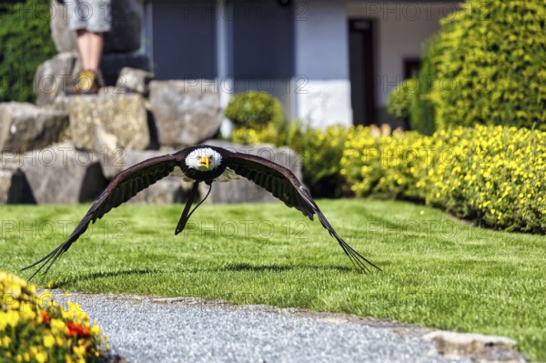 Bald eagle (Haliaeetus leucocephalus) flying, captive, bird park, demonstration at the Berlebeck Eagle Sanctuary, Detmold, North Rhine-Westphalia, Germany, Europe