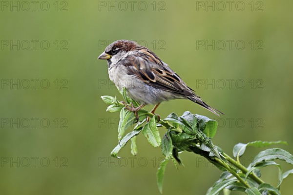 House sparrow (Passer domesticus), male, sitting on a branch, Switzerland, Europe