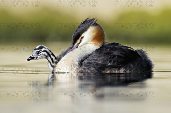 Great Crested Grebe (Podiceps Scalloped ribbonfish), with chicks in plumage swimming in the water, Lake Zug, Canton Zug, Switzerland, Europe