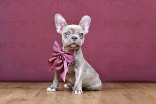 Young Lilac Brindle French Bulldog dog puppy with healthy long nose and ribbon in front of studio background