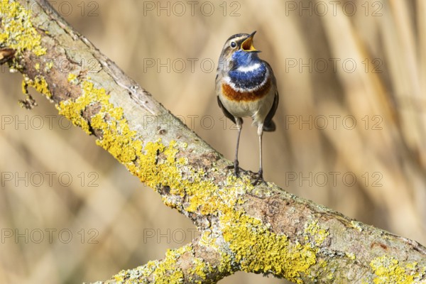 Bluethroat (Luscinia svecica cyanecula) Male Germany