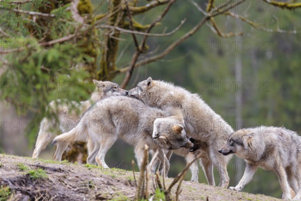 A pack of grey wolves (Canis lupus lupus) playing on a hill and showing social behaviour