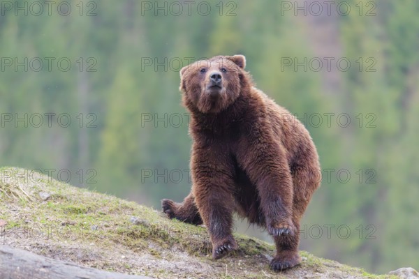 A young male Eurasian brown bear (Ursus arctos arctos) makes a fast U-turn on a hilltop