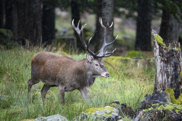 Red deer (Cervus elaphus) Rutting behaviour captive Germany