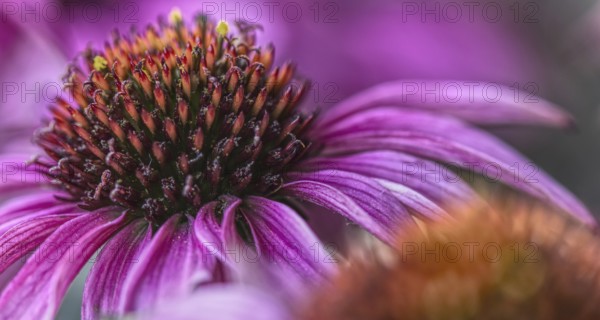 Close-up of a purple coneflower (Echinacea flower) with prominent flower centre, Siegen, North Rhine-Westphalia, Germany, Europe
