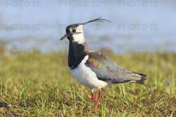 Lapwing (Vanellus vanellus) adult bird foraging in wet meadow, wildlife, animals, birds, plover family Ochsenmoor, Naturpark Dümmer See, Hüde Lower Saxony, Germany, Europe