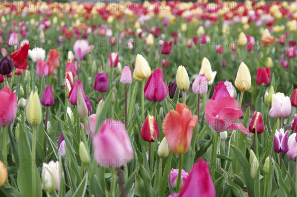 Tulips (Tulipa), tulip bed, colourful, closed flower-bed, red, yellow, A flower bed with many different coloured tulips