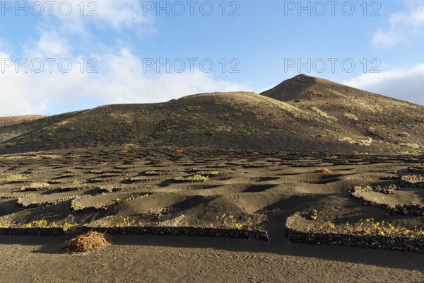 Viticulture on volcanic soil, Lapilli, typical landscape with volcanic mountains, La Geria, Lanzarote, Spain, Europe