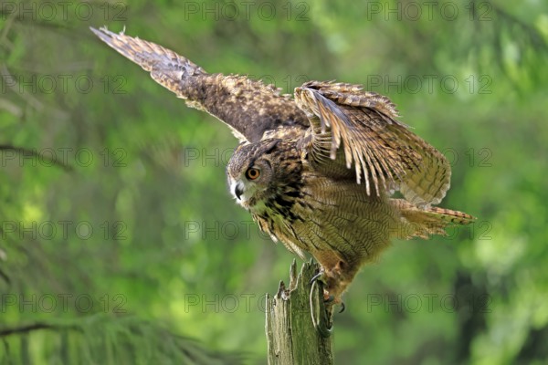 Eurasian Eagle-owl (Bubo bubo), adult, perch, soaring, in summer, Wisdom, Šumava, Czech Republic, Europe