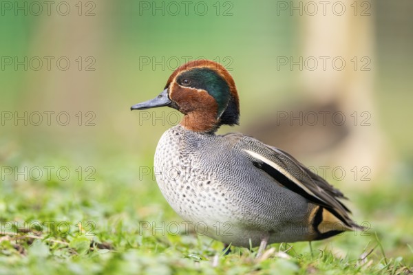 Eurasian teal (Anas crecca) male walking on a meadow, Bavaria, Germany, Europe