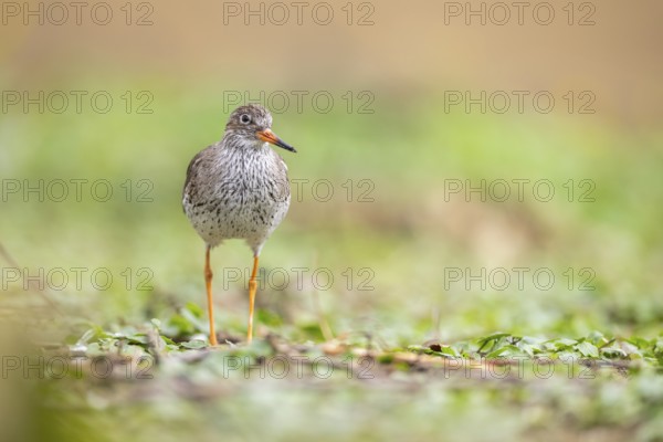Common redshank (Tringa totanus) walking on a meadow, Bavaria, Germany, Europe