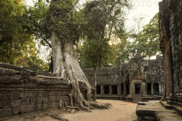 Ta Prohm, Angkor Wat, Angkor, UNESCO World Heritage Site, Siem Reap, Cambodia, Indochina, Southeast Asia, Asia