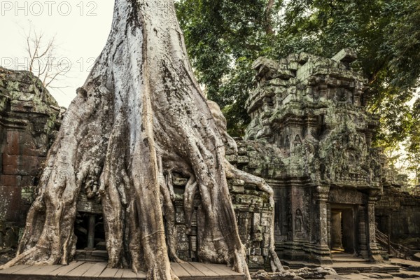 Ta Prohm, Angkor Wat, Angkor, UNESCO World Heritage Site, Siem Reap, Cambodia, Indochina, Southeast Asia, Asia