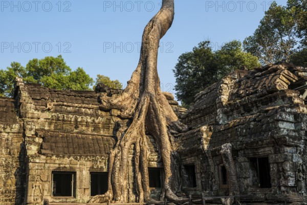 Ta Prohm, Angkor Wat, Angkor, UNESCO World Heritage Site, Siem Reap, Cambodia, Indochina, Southeast Asia, Asia
