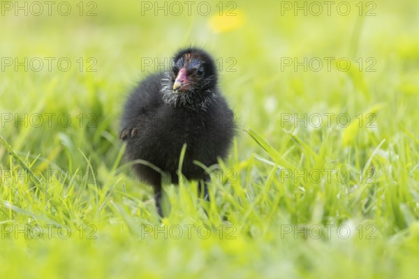 Common moorhen or Waterhen (Gallinula chloropus) juvenile baby chick bird amongst grass, England, United Kingdom, Europe