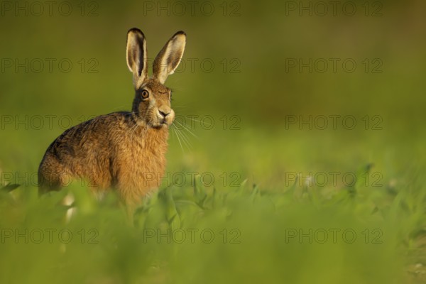 Brown hare (Lepus europaeus) adult animal in a farmland maize field in the summer, Suffolk, England United Kingdom