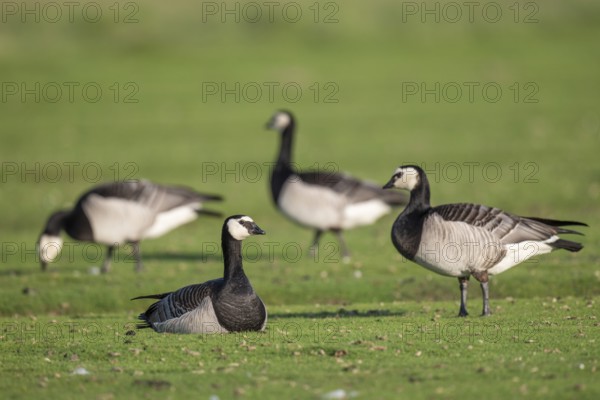 Grazing barnacle geese or barnacle geese (Branta leucopsis), Hauke-Haien-Koog nature reserve, North Friesland, Schleswig-Holstein, Germany, Europe